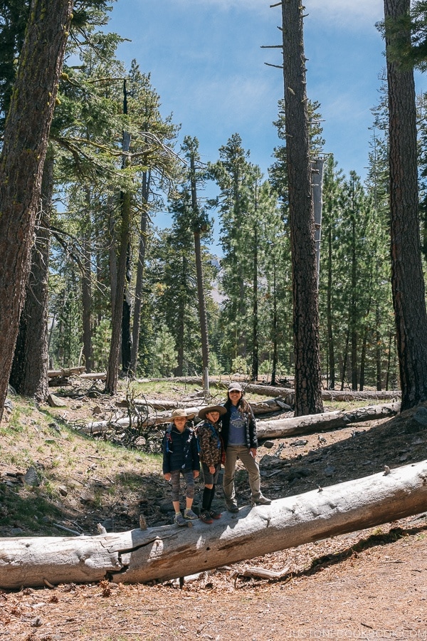 Just One Cookbook family walking on a large tree truck around Manzanita Lake - Lassen Volcanic National Park Travel Guide | justonecookbook.com