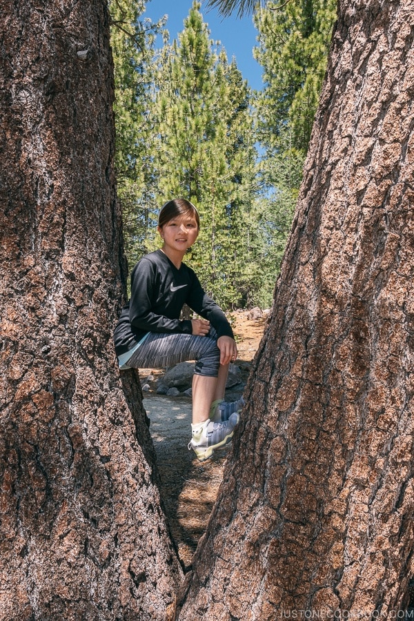 Just One Cookbook child sitting between 2 tree braches - Lassen Volcanic National Park Travel Guide | justonecookbook.com