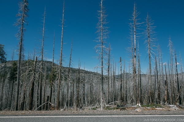 view of burnt trees - Lassen Volcanic National Park Travel Guide | justonecookbook.com