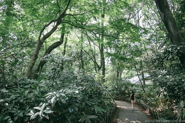 walkway in Meiji Jingu Gyoen - Meiji Jingu Guide | justonecookbook.com