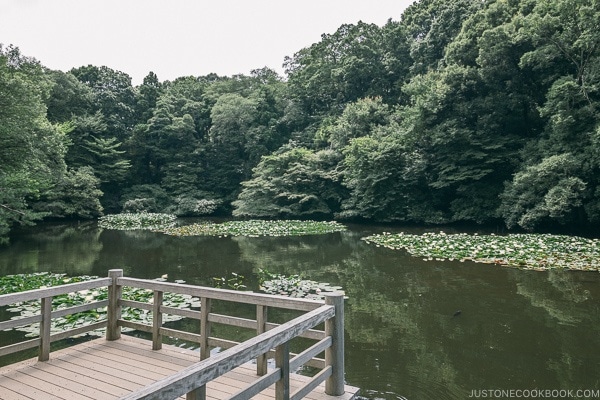 fishing spot in Meiji Jingu Gyoen - Meiji Jingu Guide | justonecookbook.com