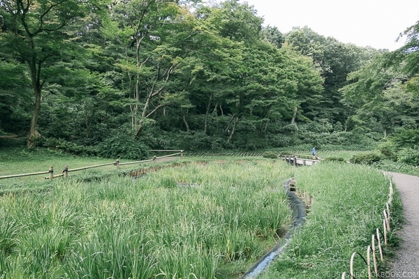 Iris garden in Meiji Jingu Gyoen - Meiji Jingu Guide | justonecookbook.com