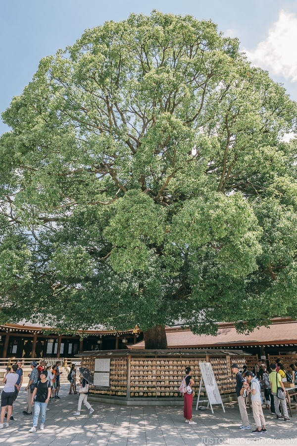 giant camphor tree in the courtyard - Meiji Jingu Guide | justonecookbook.com