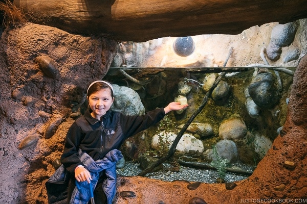 Just One Cookbook child in front of Turtle tank at Turtle Bay Exploration Park - Redding California Travel Guide | justonecookbook.com