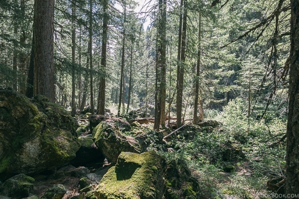 scenery near Middle Falls McCloud River - Mount Shasta Travel Guide | justonecookbook.com