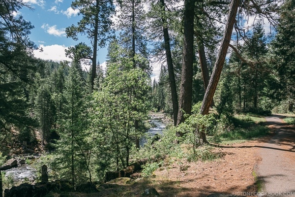 scenery near Middle Falls McCloud River - Mount Shasta Travel Guide | justonecookbook.com