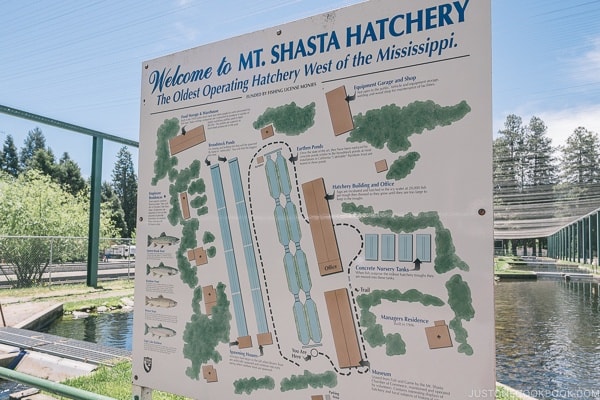 Mount Shasta Hatchery - Mount Shasta Travel Guide | justonecookbook.com