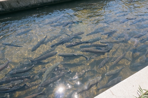 Trouts at Mount Shasta Hatchery - Mount Shasta Travel Guide | justonecookbook.com