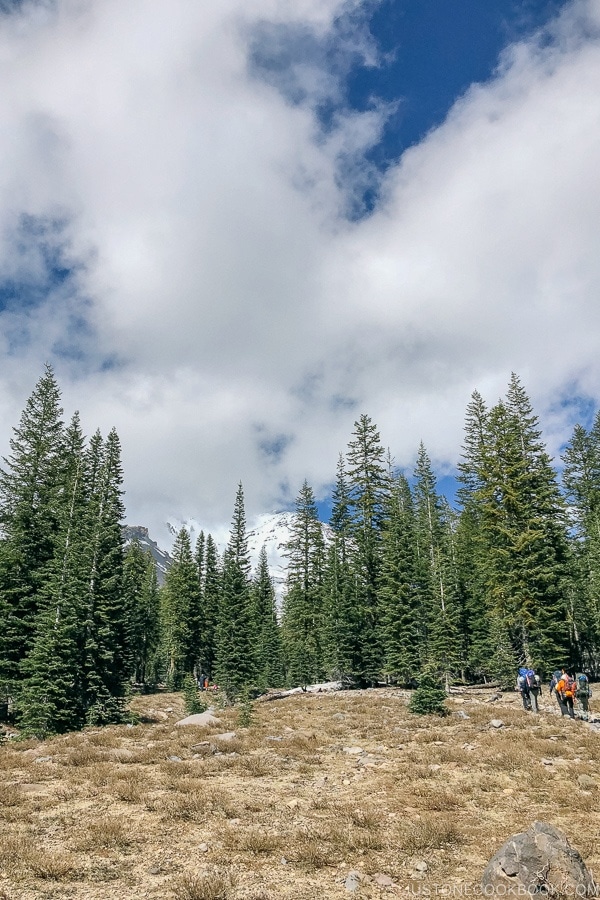 Mount Shasta Bunny Flat Trail - Mount Shasta Travel Guide | justonecookbook.com