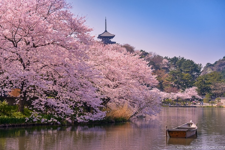 When Is the Best Time to Visit Japan?