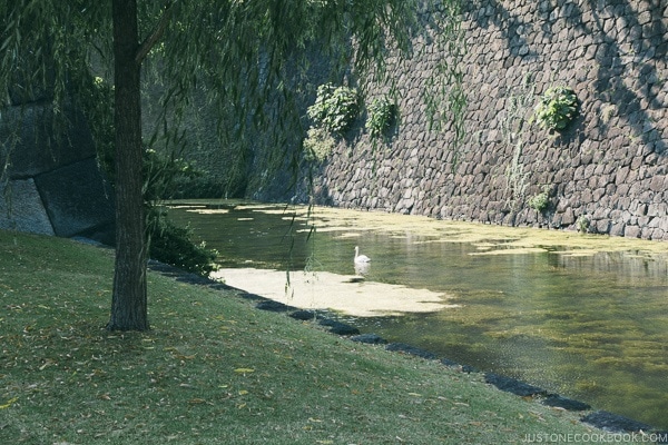 swan in the moat next to the Imperial Palace - The East Gardens of the Imperial Palace Guide | www.justonecookbook.com