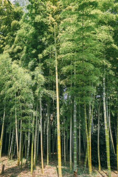 bamboo forest near ninomaru garden - The East Gardens of the Imperial Palace Guide | www.justonecookbook.com