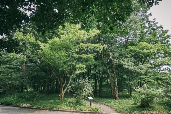 forest near ninomaru garden - The East Gardens of the Imperial Palace Guide | www.justonecookbook.com