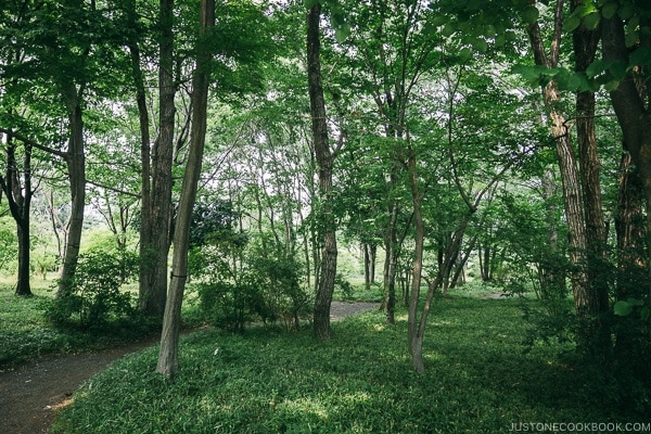 forest near ninomaru garden - The East Gardens of the Imperial Palace Guide | www.justonecookbook.com