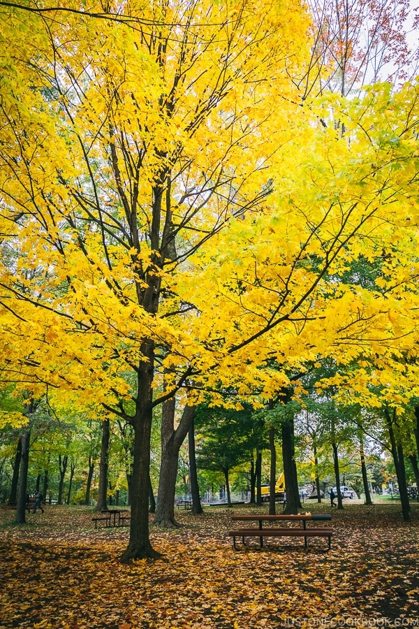 trees changing color at Mount Royal Park - Montreal Travel Guide | www.justonecookbook.com