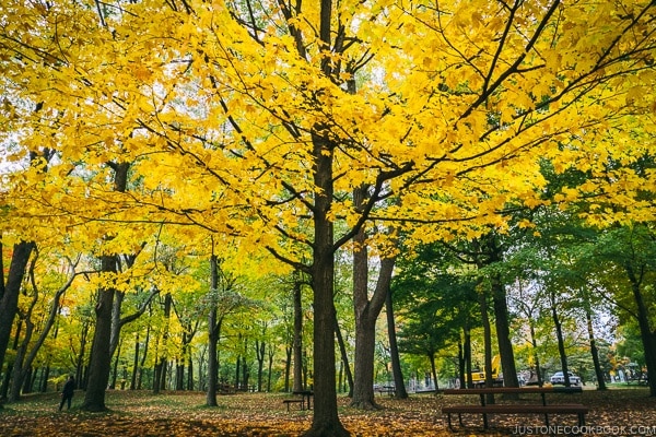 trees changing color at Mount Royal Park - Montreal Travel Guide | www.justonecookbook.com