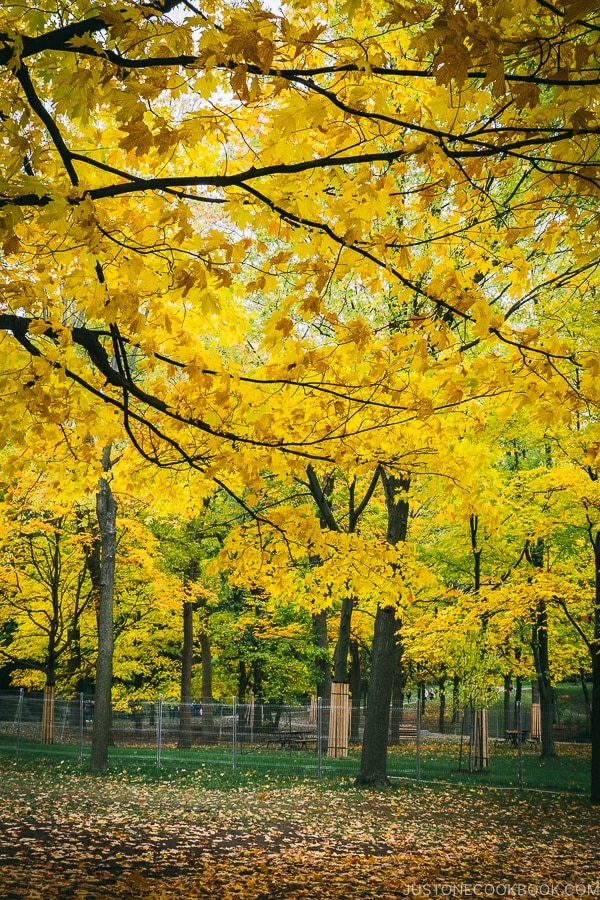 trees changing color at Mount Royal Park - Montreal Travel Guide | www.justonecookbook.com