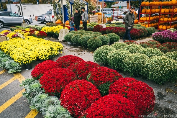 flower stand at Atwater Market - Montreal Travel Guide | www.justonecookbook.com