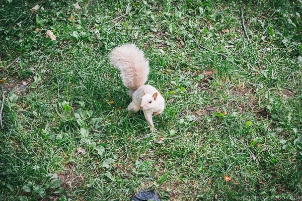 white squirrel at Parc La Fontaine - Montreal Travel Guide | www.justonecookbook.com