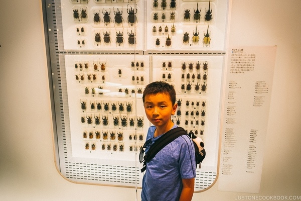 Just One Cookbook child in front of Japanese beetles collection - Tokyo National Museum of Nature and Science Guide | www.justonecookbook.com