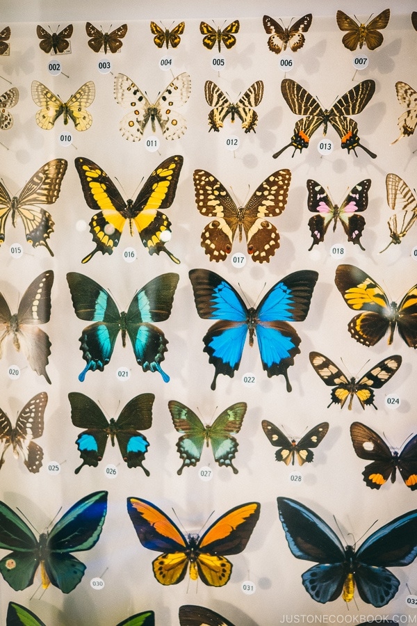 butterfly collection - Tokyo National Museum of Nature and Science Guide | www.justonecookbook.com