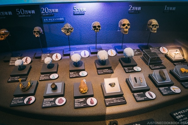 evolution of human skull - Tokyo National Museum of Nature and Science Guide | www.justonecookbook.com