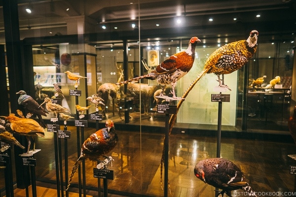 bird species on display - Tokyo National Museum of Nature and Science Guide | www.justonecookbook.com