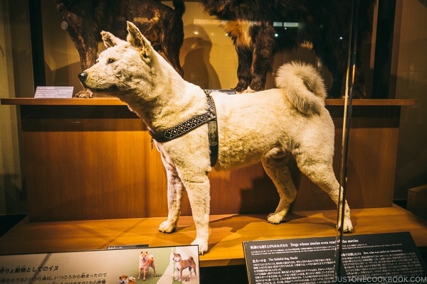 Hachiko - Tokyo National Museum of Nature and Science Guide | www.justonecookbook.com