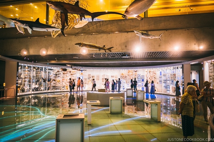 Tokyo National Museum of Nature and Science Guide 国立科学博物館 • Just One 