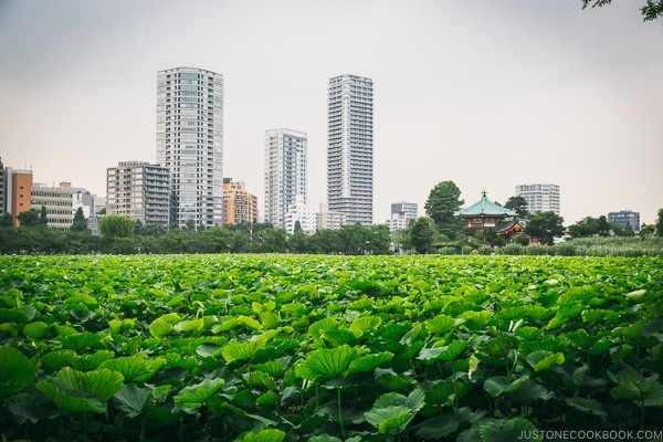 Shinobazu Pond - Tokyo Ueno Travel Guide | www.justonecookbook.com