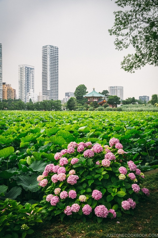 Shinobazu Pond - Tokyo Ueno Travel Guide | www.justonecookbook.com