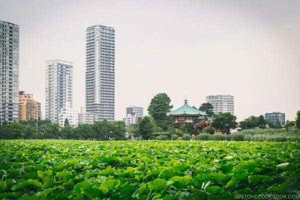 Shinobazu Pond - Tokyo Ueno Travel Guide | www.justonecookbook.com