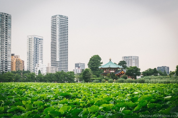 Tokyo Ueno Travel Guide ??