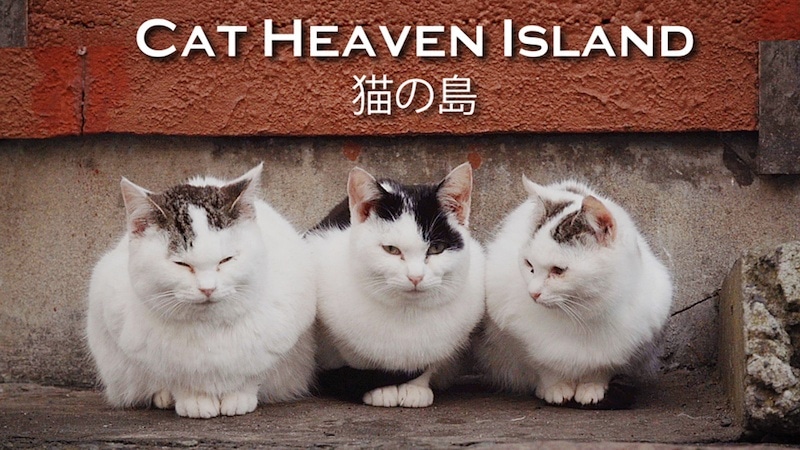 Cat Heaven Island documentary about an island in Japan_Japanese Films Recommendations