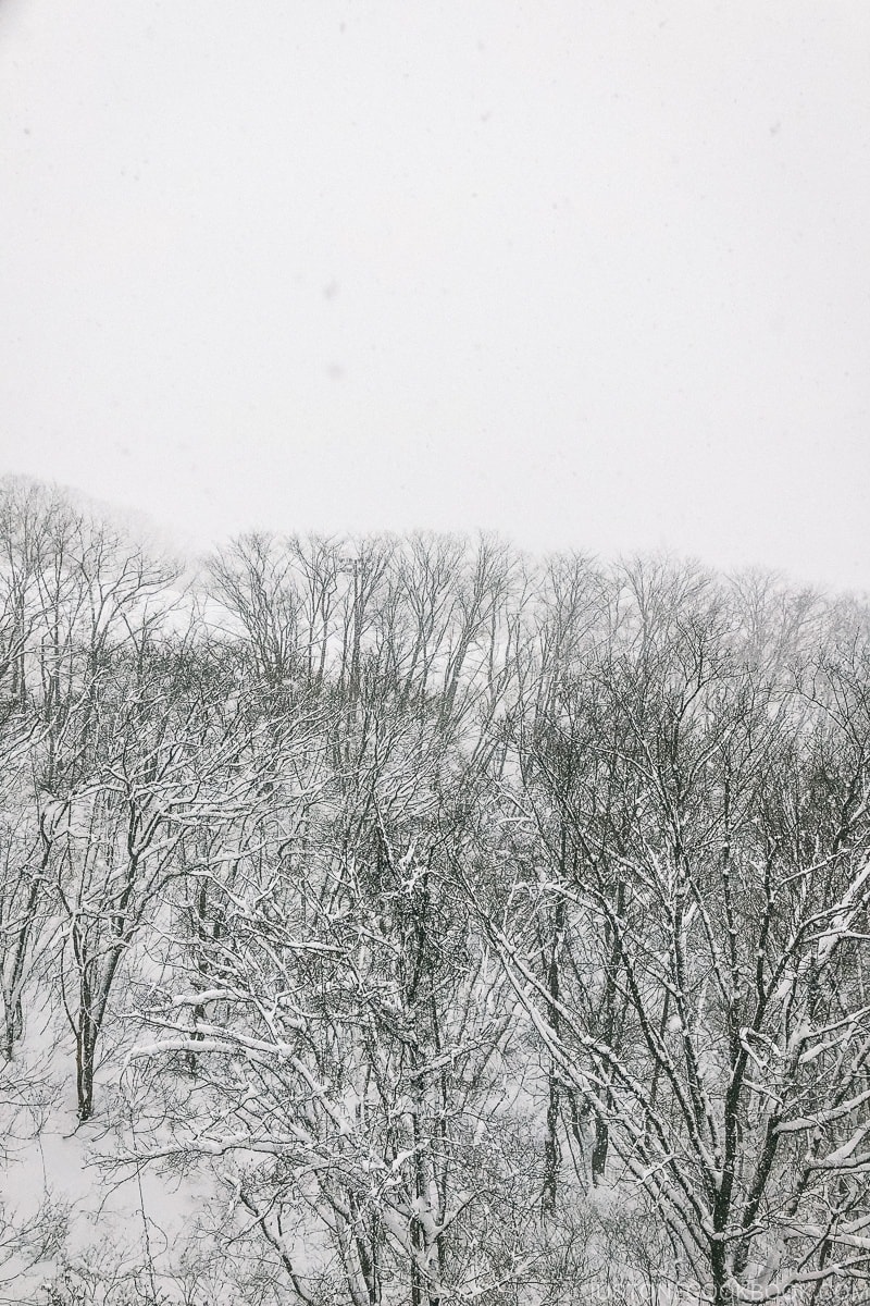 snow falling on trees at Tsugaike Ski Resort - Hakuba Travel and Ski Guide | www.justonecookbook.com