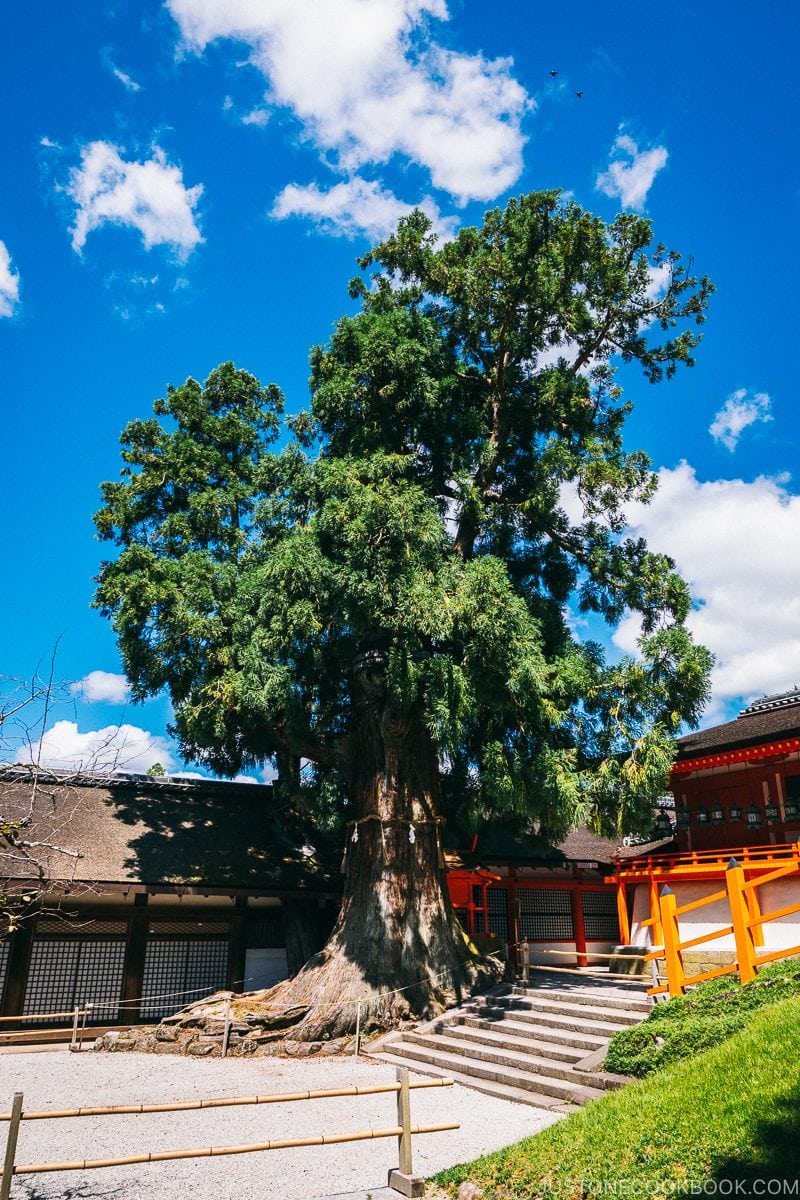 Shato-no-Ohsugi (giant cedar tree) - Nara Guide: Kasuga-taisha | www.justonecookbook.com