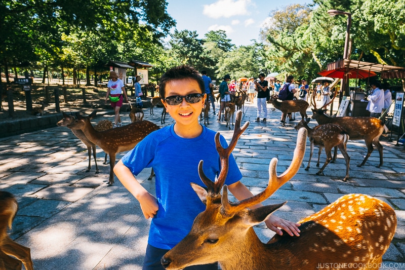 child standing next to a deer - Nara Guide: Todaiji | www.justonecookbook.com