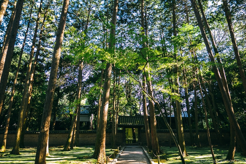 forest at Toshodaiji - Nara Guide: Historical Nara Temples and Shrine | www.justonecookbook.com