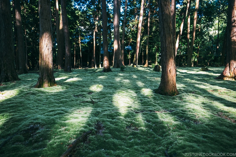 Mossy forest at Toshodaiji - Nara Guide: Historical Nara Temples and Shrine | www.justonecookbook.com