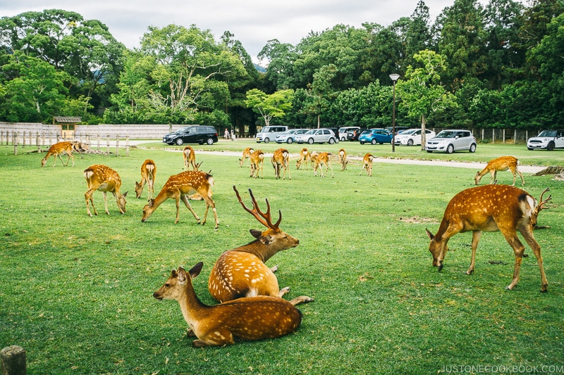 deer inside Nara Park - Nara Guide: Things to do in Nara | www.justonecookbook.com