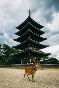 Five-storied pagoda - Nara Guide: Kofukuji | www.justonecookbook.com