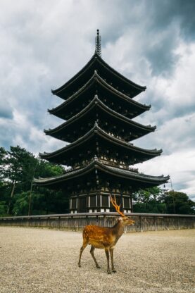 Five-storied pagoda - Nara Guide: Kofukuji | www.justonecookbook.com