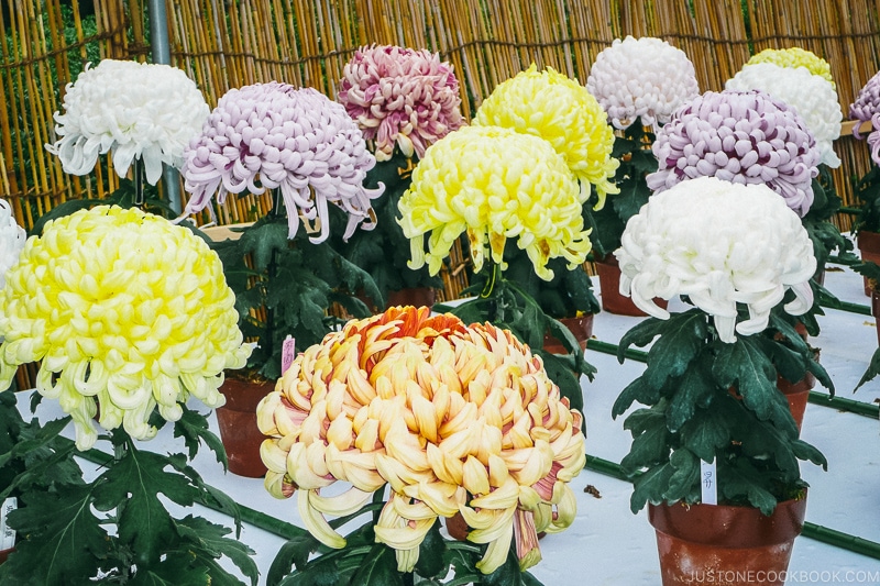 Chrysanthemum on display - Osaka Guide: Osaka Castle| www.justonecookbook.com