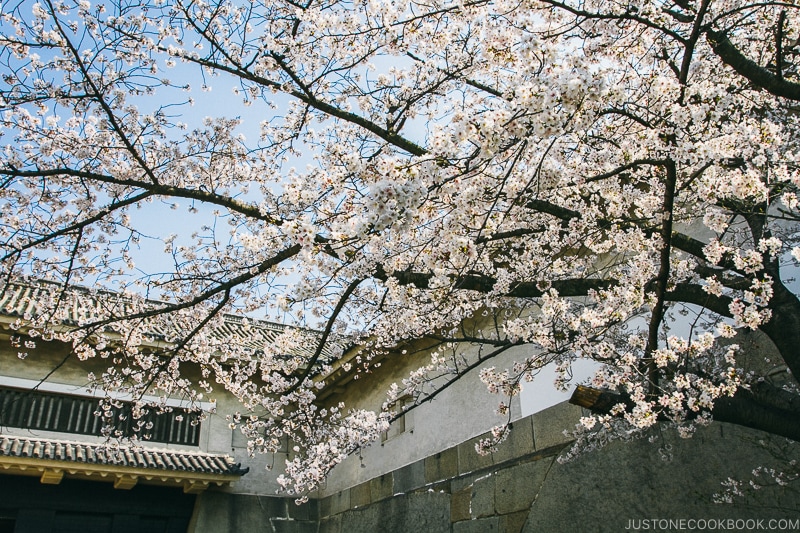 cherry blossom at Otemon Gate - Osaka Guide: Osaka Castle| www.justonecookbook.com