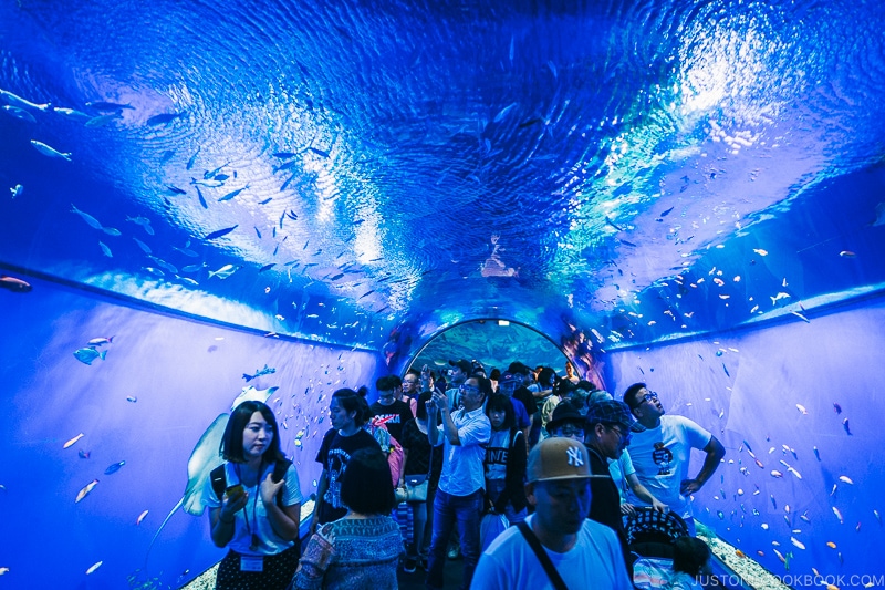 underwater viewing tunnel at Kaiyukan - Osaka Guide: Tempozan Harbor Village | www.justonecookbook.com