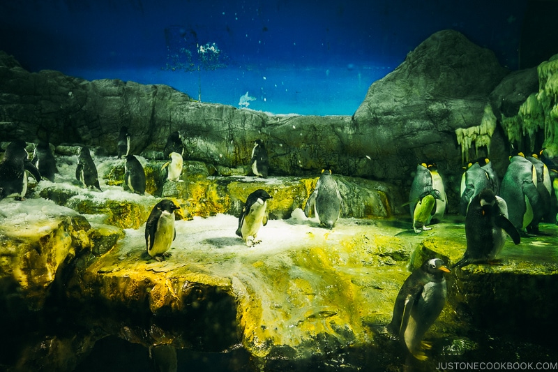 penguins at Kaiyukan - Osaka Guide: Tempozan Harbor Village | www.justonecookbook.com