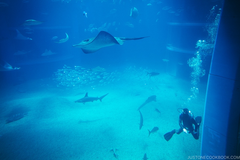 rays and diver inside Pacific Ocean tank in Kaiyukan - Osaka Guide: Tempozan Harbor Village | www.justonecookbook.com