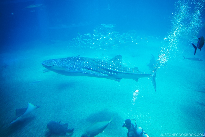 whale shark inside Pacific Ocean tank at Kaiyukan - Osaka Guide: Tempozan Harbor Village | www.justonecookbook.com