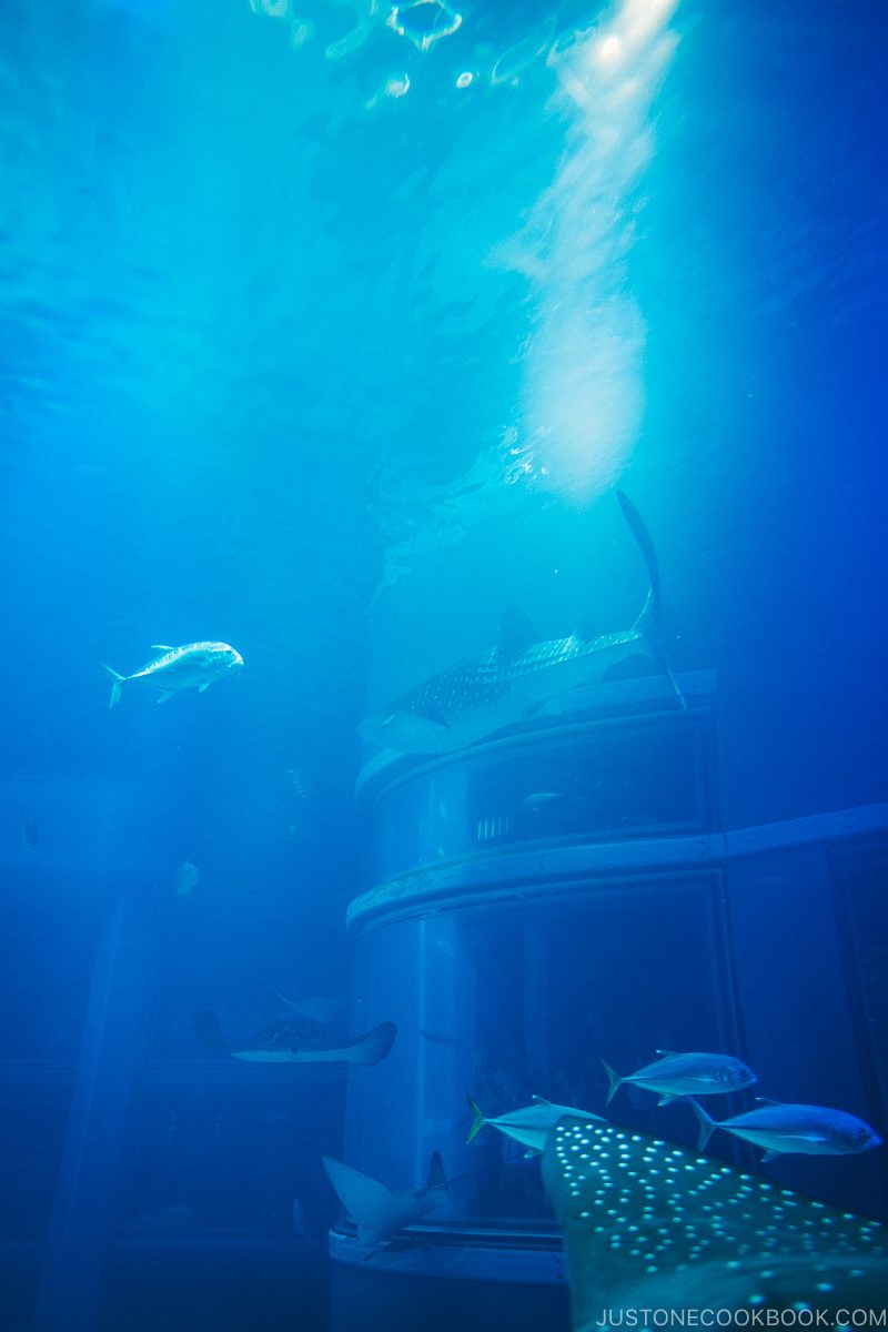 whale shark, tuna, and rays inside Pacific Ocean tank - Osaka Guide: Tempozan Harbor Village | www.justonecookbook.com