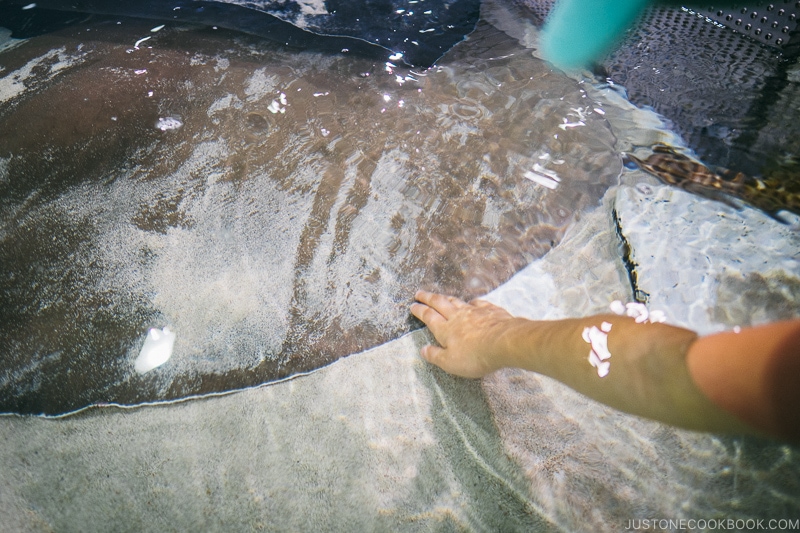 sharks and rays touch tank at Kaiyukan - Osaka Guide: Tempozan Harbor Village | www.justonecookbook.com
